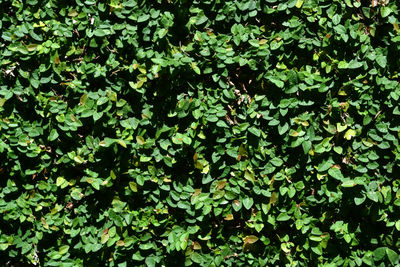 Full frame shot of green leaves