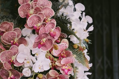 Close-up of pink flowering plants
