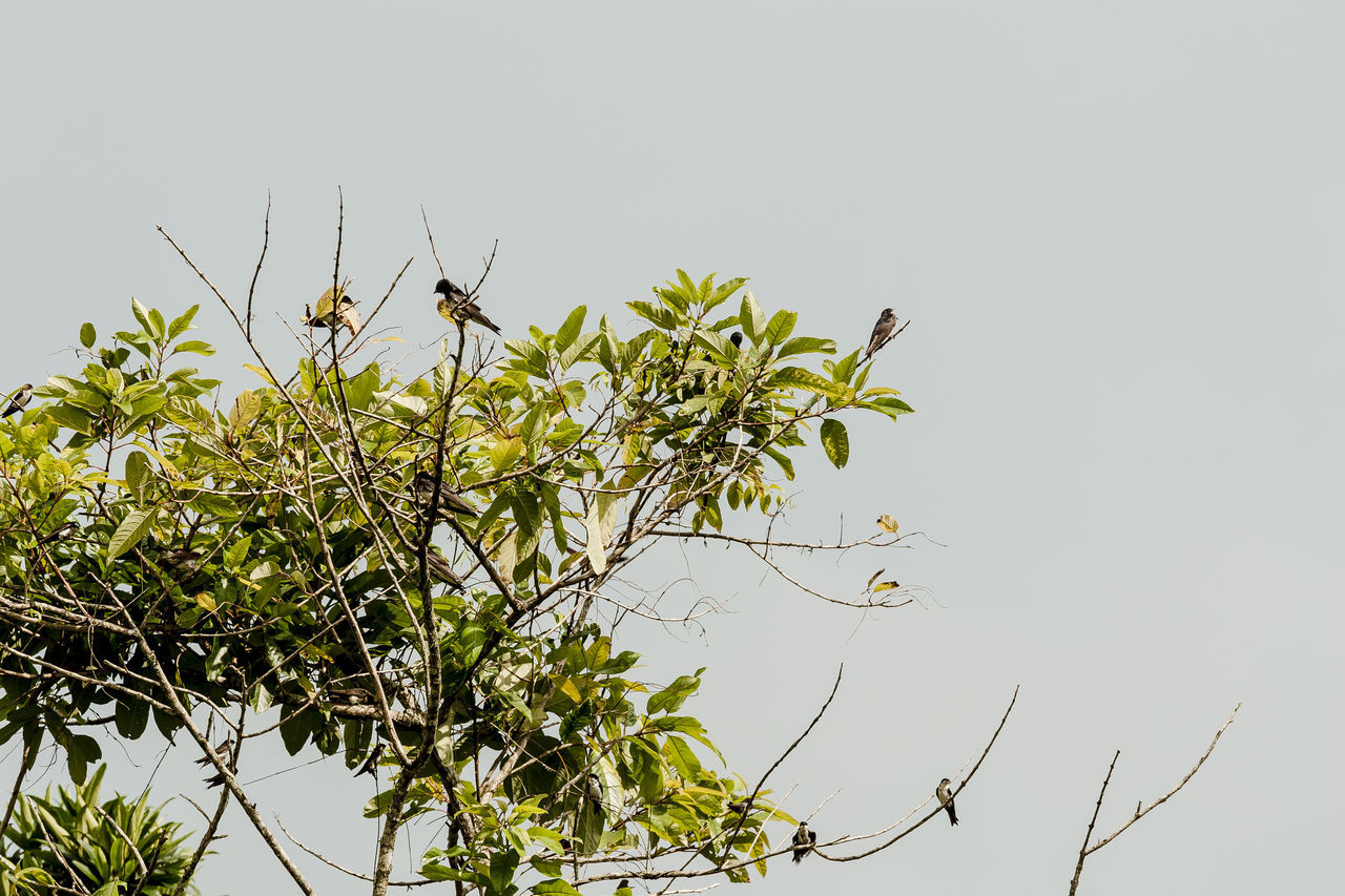 LOW ANGLE VIEW OF BIRD PERCHING ON A PLANT