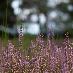 Close-up of purple flowering plants on field