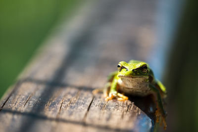 Close-up of frog on wood