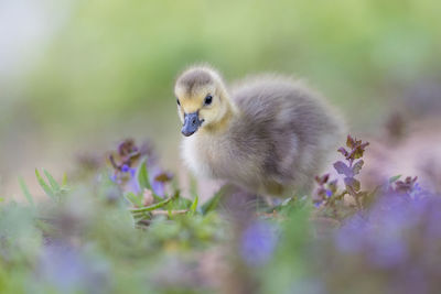 Close-up of bird