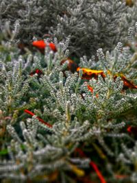 Close-up of pine tree during winter