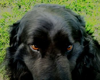 Close-up portrait of black dog