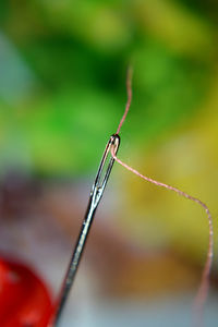 Close-up of grasshopper