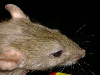 Close-up of rabbit in black background