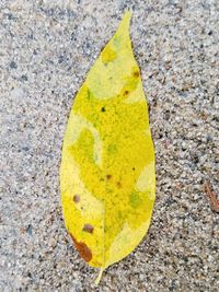 High angle view of yellow maple leaf