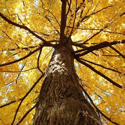 Low angle view of tree