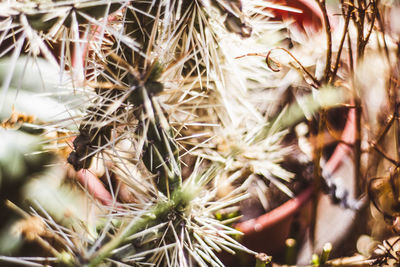 Close-up of cactus growing outdoors