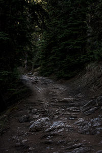 Dirt road amidst trees in forest