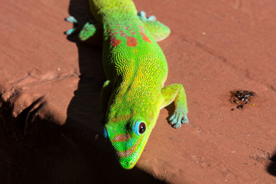 High angle view of green lizard