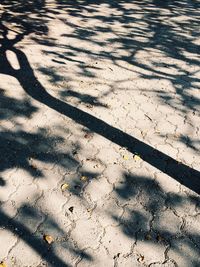 Shadow of tree on the wall