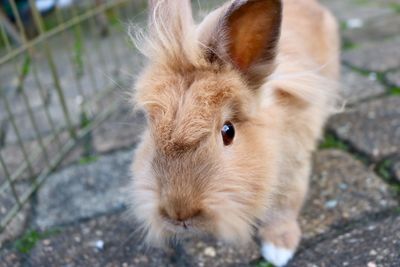 Close-up portrait of rabbit