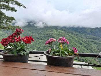 Potted plants on railing against sky