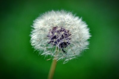 Close-up of dandelion