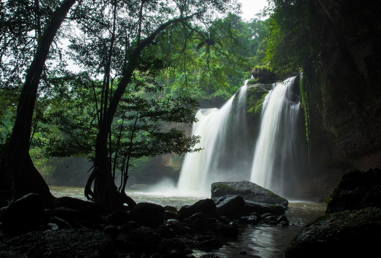 Tagle Rainforest