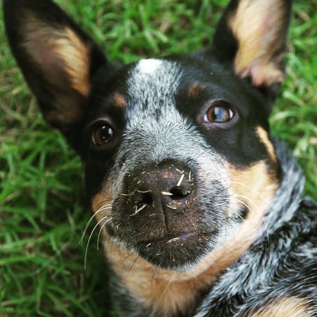 animal themes, one animal, pets, domestic animals, dog, mammal, looking at camera, animal head, portrait, close-up, animal body part, grass, focus on foreground, field, snout, black color, no people, day, selective focus, outdoors