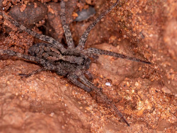 Close-up of spider on rock