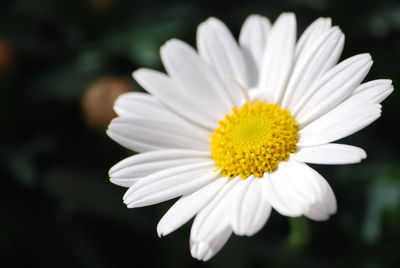 Close-up of white daisy