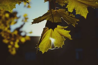 Close-up of leaves on tree