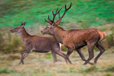 Deer standing in forest