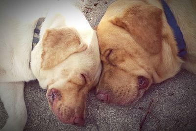 High angle view of dog sleeping