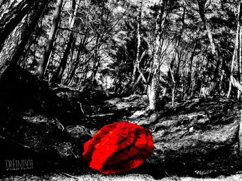 Red flower trees in forest