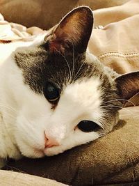 Close-up of cat sleeping on sofa