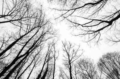 Low angle view of bare trees against sky