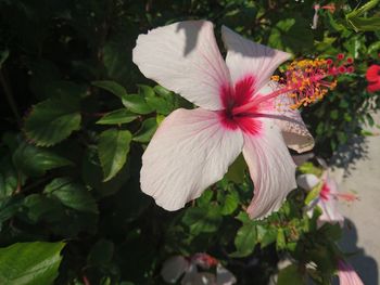 Close-up of white hibiscus blooming outdoors