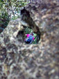 Close-up of butterfly on tree trunk