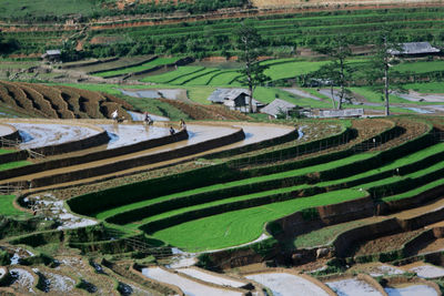 High angle view of agricultural field