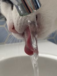 Close-up of cat drinking water