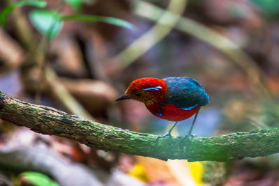 Close-up of bird perching on branch