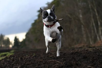 Portrait of french bulldog jumping on field at farm