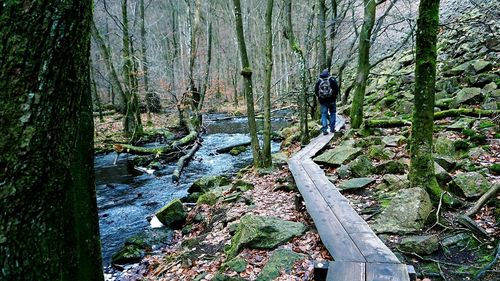 Scenic view of forest