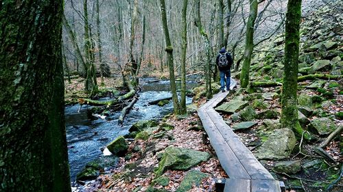 Scenic view of forest