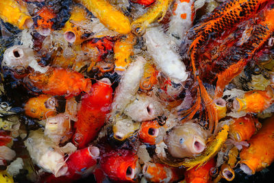 High angle view of koi carps swimming in sea