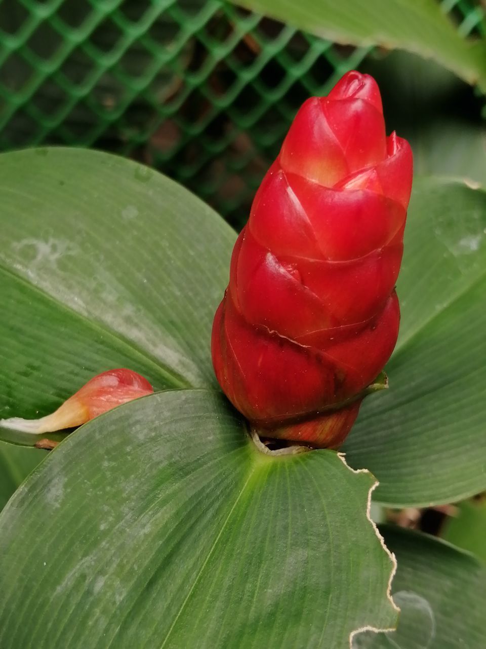 CLOSE-UP OF RED FLOWER GROWING ON PLANT