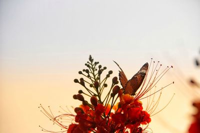 Close-up of flowering plant against sky during sunset