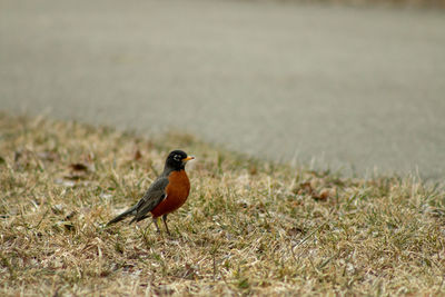 Bird perching on a field