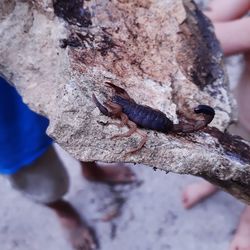 Close-up of hand holding small shell