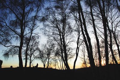 Silhouette of trees at sunset