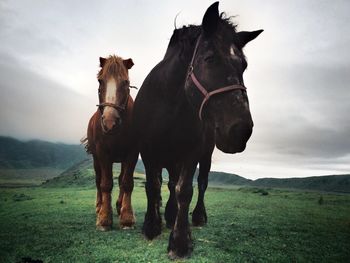 Horses grazing on grassy field