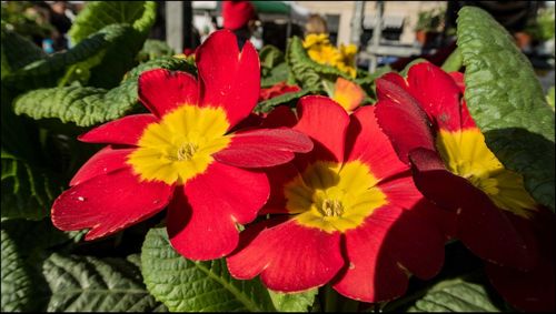 Close-up of red flowers blooming outdoors