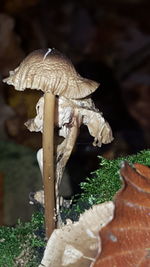 Close-up of mushrooms