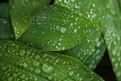 Close-up of raindrops on leaves