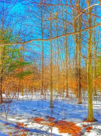 Close-up of trees against sky