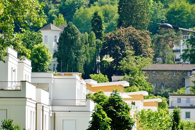 Trees and buildings in a city