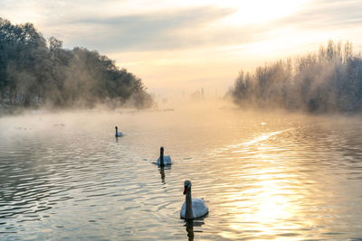 Ducks swimming in lake during sunset